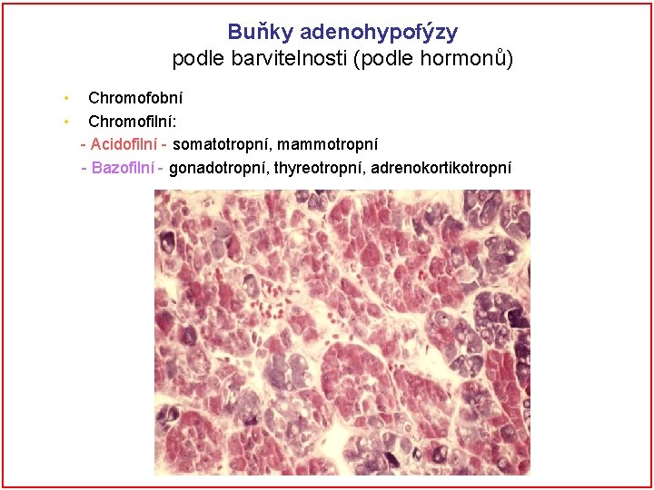 Buňky adenohypofýzy podle barvitelnosti (podle hormonů) • • Chromofobní Chromofilní: - Acidofilní - somatotropní,