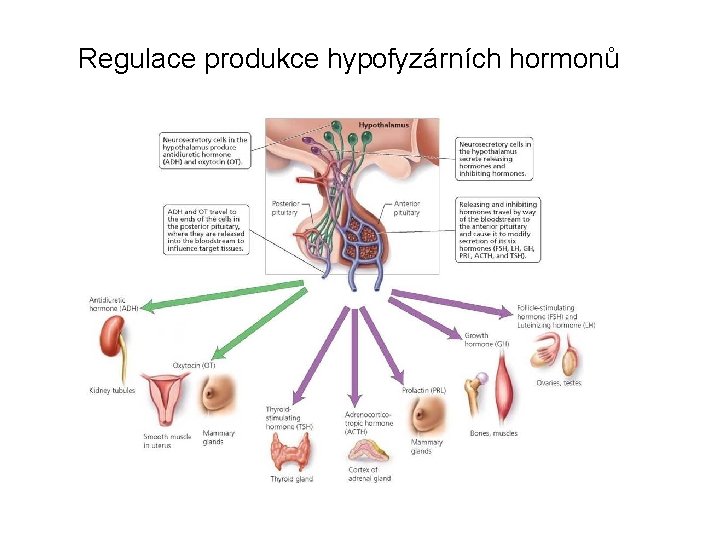 Regulace produkce hypofyzárních hormonů 