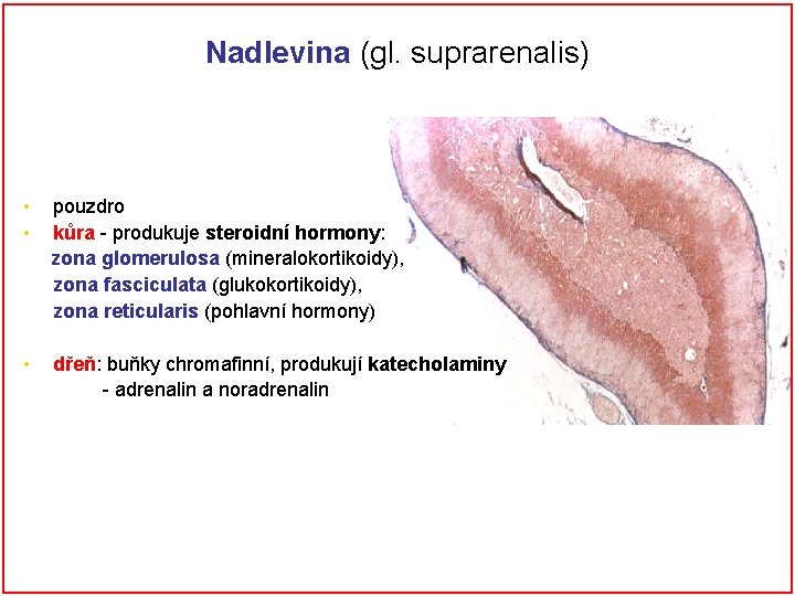 Nadlevina (gl. suprarenalis) • • pouzdro kůra - produkuje steroidní hormony: zona glomerulosa (mineralokortikoidy),