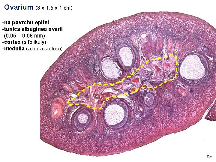 Ovarium (3 x 1, 5 x 1 cm) -na povrchu epitel -tunica albuginea ovarii