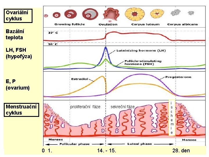 Ovariální cyklus Bazální teplota LH, FSH (hypofýza) E, P (ovarium) Menstruační cyklus Den proliferační