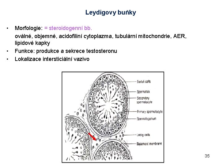 Leydigovy buňky • • • Morfologie: = steroidogenní bb. oválné, objemné, acidofiliní cytoplazma, tubulární