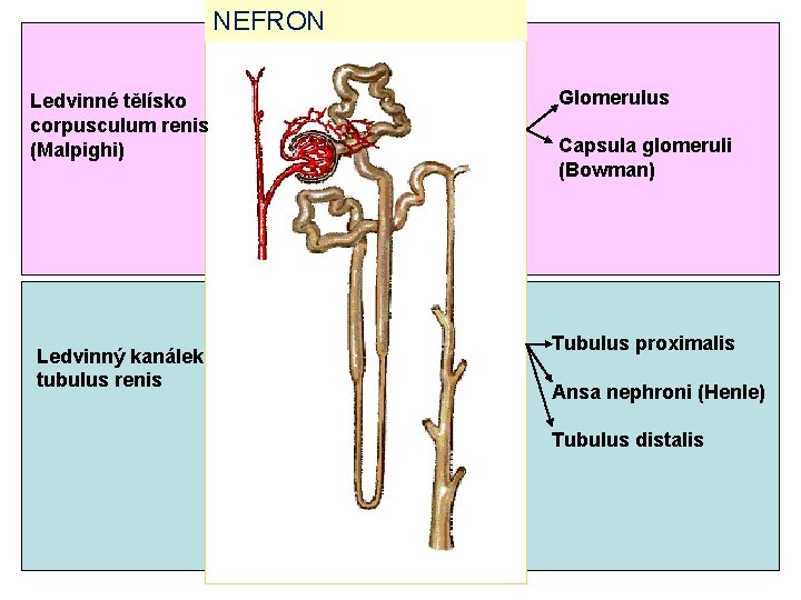 NEFRON Ledvinné tělísko corpusculum renis (Malpighi) Ledvinný kanálek tubulus renis Glomerulus Capsula glomeruli (Bowman)