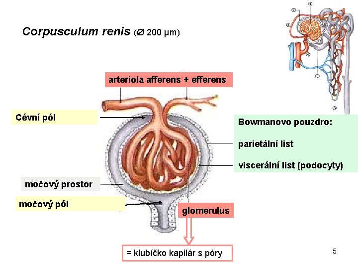 Corpusculum renis ( 200 μm) arteriola afferens + efferens Cévní pól Bowmanovo pouzdro: parietální