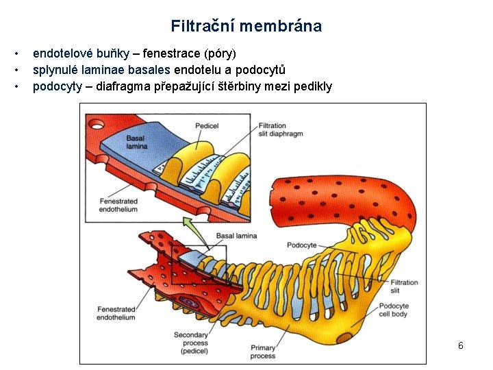 Filtrační membrána • • • endotelové buňky – fenestrace (póry) splynulé laminae basales endotelu