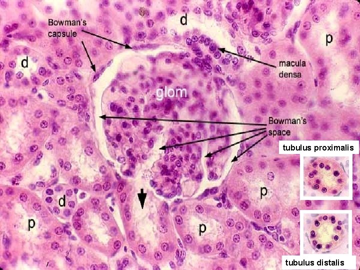 tubulus proximalis 7 tubulus distalis 