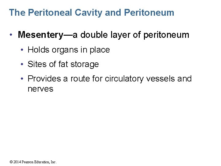 The Peritoneal Cavity and Peritoneum • Mesentery—a double layer of peritoneum • Holds organs
