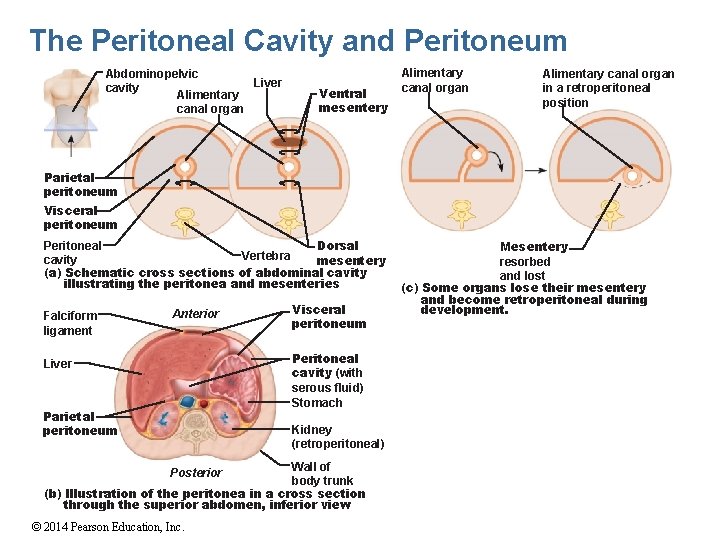 The Peritoneal Cavity and Peritoneum Abdominopelvic Liver cavity Alimentary canal organ Ventral mesentery Alimentary