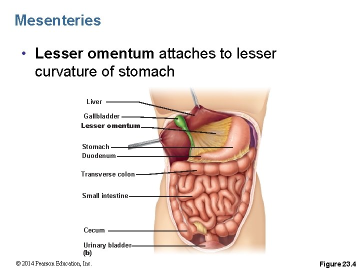 Mesenteries • Lesser omentum attaches to lesser curvature of stomach Liver Gallbladder Lesser omentum