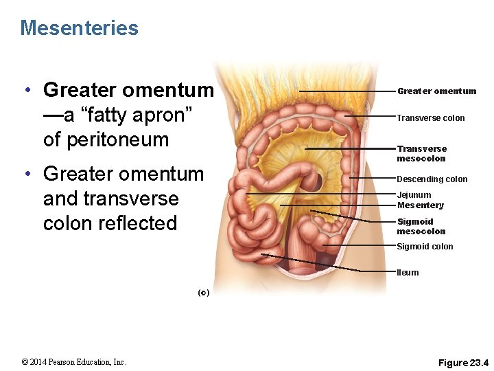 Mesenteries • Greater omentum —a “fatty apron” of peritoneum • Greater omentum and transverse