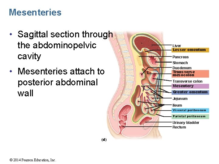 Mesenteries • Sagittal section through the abdominopelvic cavity • Mesenteries attach to posterior abdominal