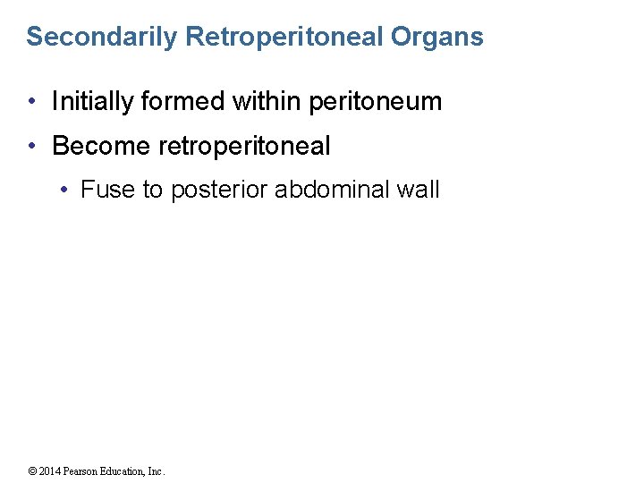 Secondarily Retroperitoneal Organs • Initially formed within peritoneum • Become retroperitoneal • Fuse to