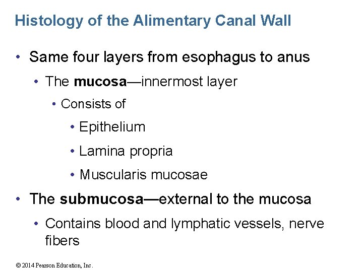 Histology of the Alimentary Canal Wall • Same four layers from esophagus to anus