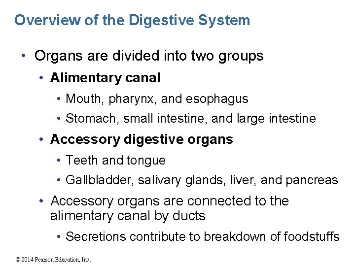 Overview of the Digestive System • Organs are divided into two groups • Alimentary