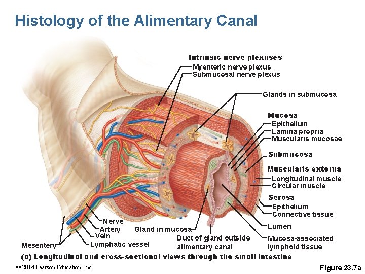 Histology of the Alimentary Canal Intrinsic nerve plexuses Myenteric nerve plexus Submucosal nerve plexus
