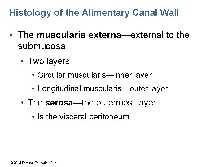 Histology of the Alimentary Canal Wall • The muscularis externa—external to the submucosa •