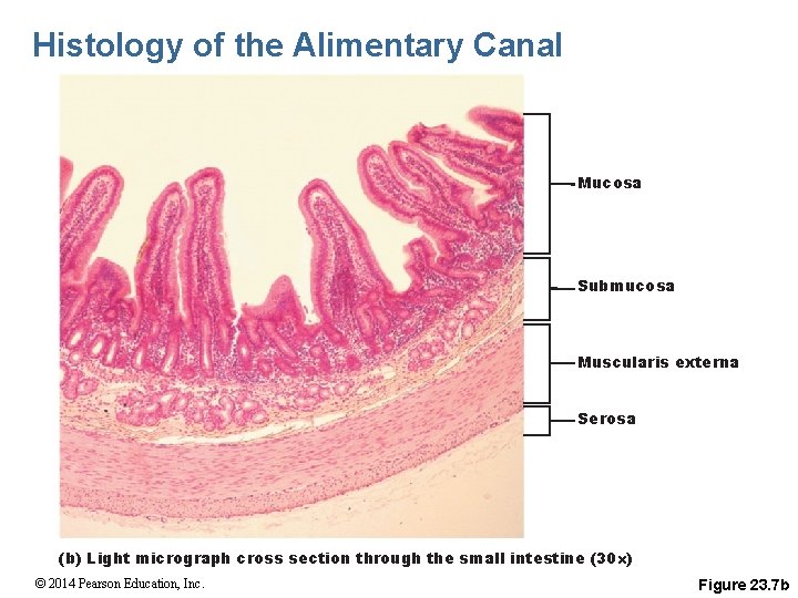 Histology of the Alimentary Canal Mucosa Submucosa Muscularis externa Serosa (b) Light micrograph cross