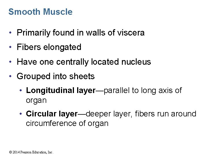Smooth Muscle • Primarily found in walls of viscera • Fibers elongated • Have