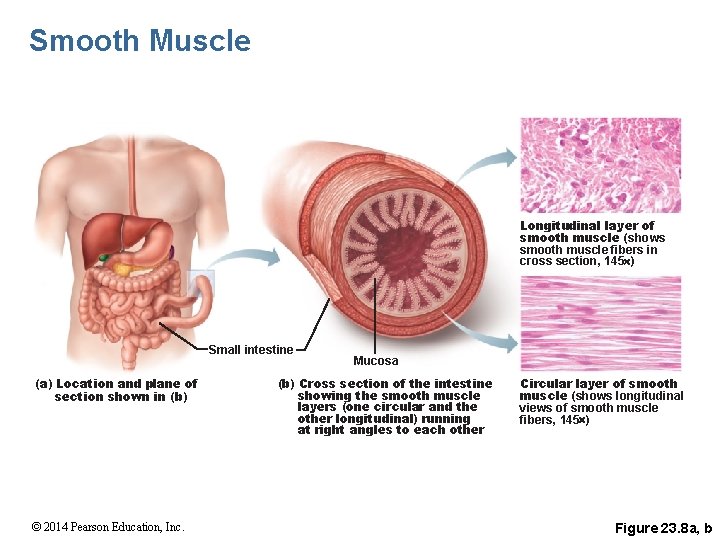 Smooth Muscle Longitudinal layer of smooth muscle (shows smooth muscle fibers in cross section,