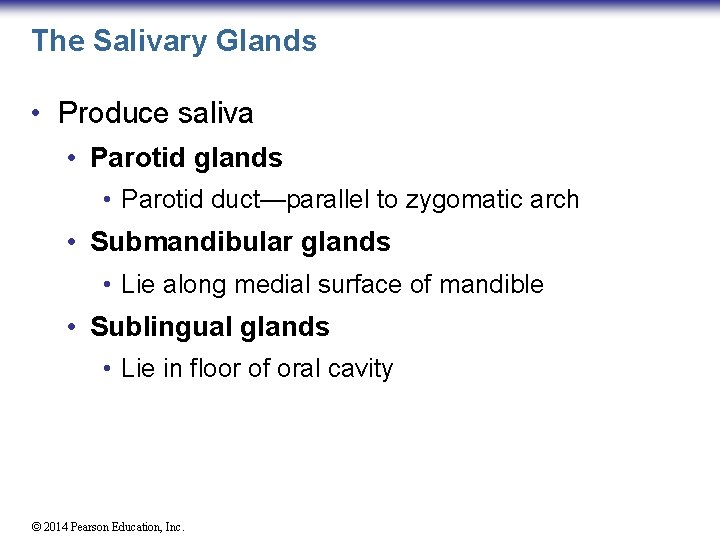 The Salivary Glands • Produce saliva • Parotid glands • Parotid duct—parallel to zygomatic