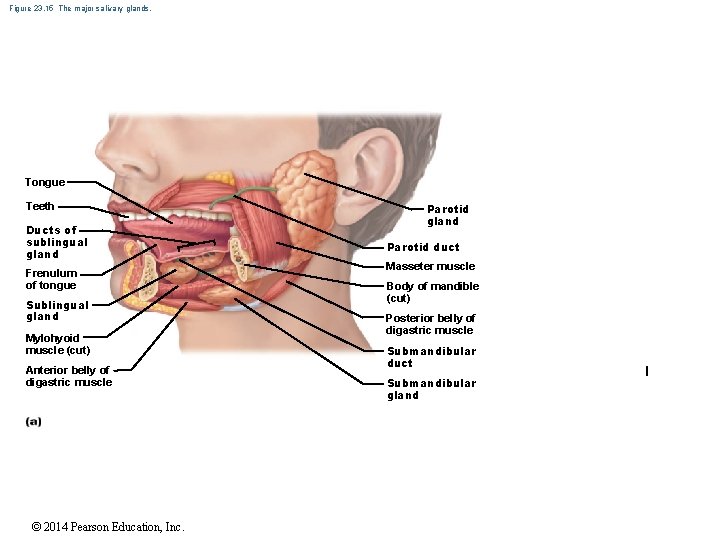 Figure 23. 15 The major salivary glands. Tongue Teeth Ducts of sublingual gland Frenulum