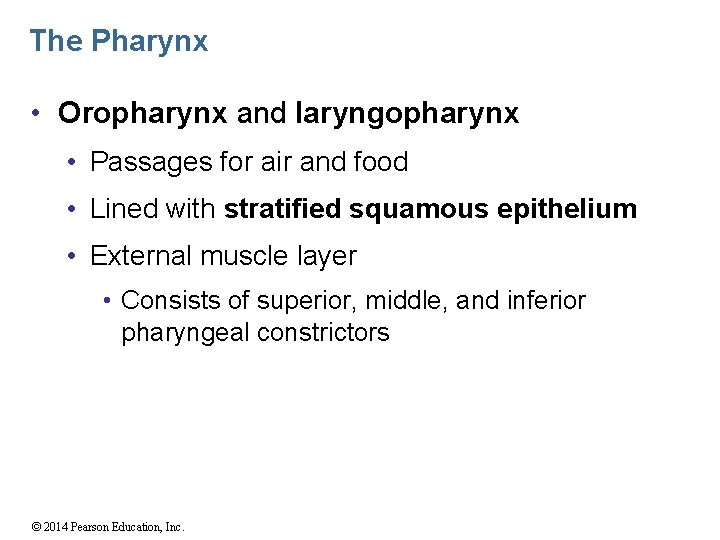The Pharynx • Oropharynx and laryngopharynx • Passages for air and food • Lined