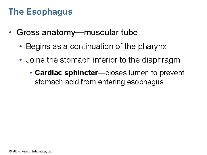 The Esophagus • Gross anatomy—muscular tube • Begins as a continuation of the pharynx