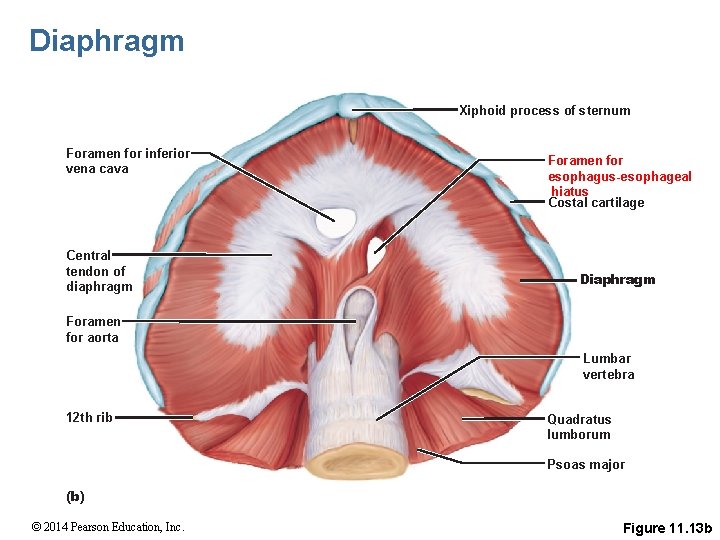 Diaphragm Xiphoid process of sternum Foramen for inferior vena cava Central tendon of diaphragm