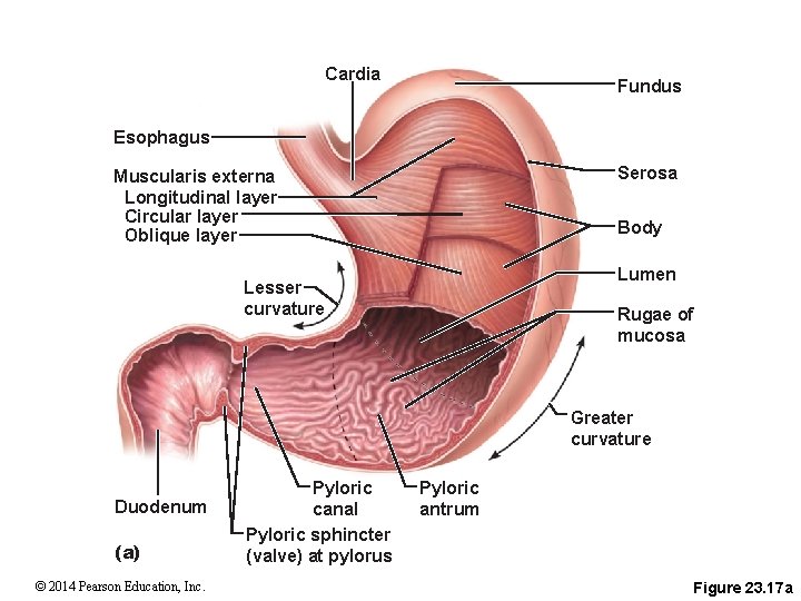 Cardia Fundus Esophagus Serosa Muscularis externa Longitudinal layer Circular layer Oblique layer Body Lumen