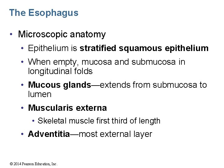 The Esophagus • Microscopic anatomy • Epithelium is stratified squamous epithelium • When empty,
