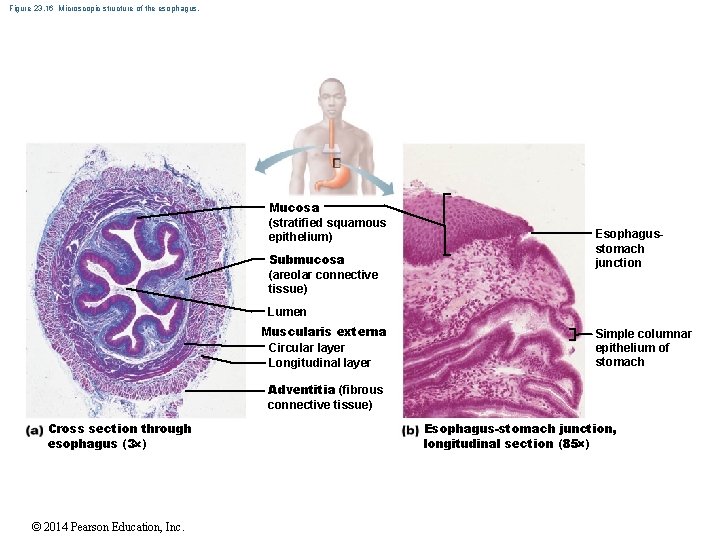 Figure 23. 16 Microscopic structure of the esophagus. Mucosa (stratified squamous epithelium) Submucosa (areolar
