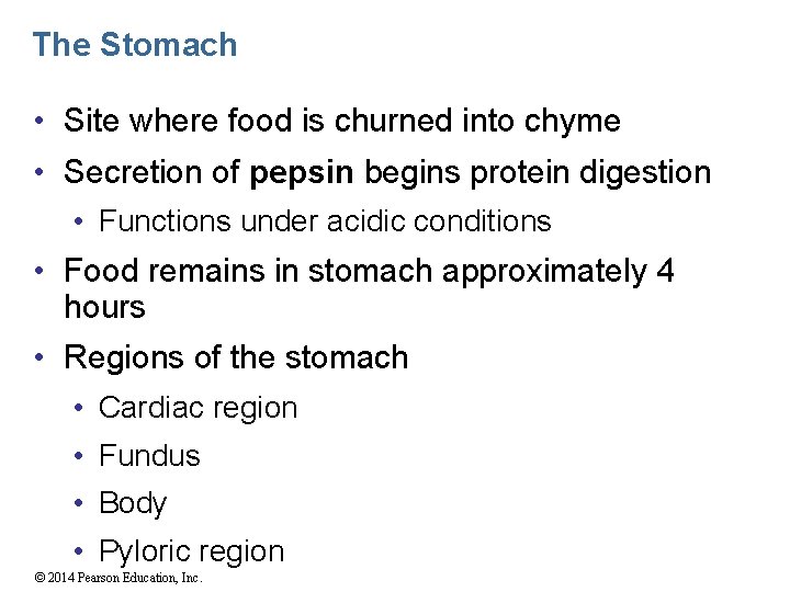 The Stomach • Site where food is churned into chyme • Secretion of pepsin