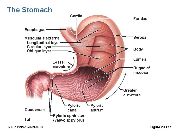The Stomach Cardia Fundus Esophagus Serosa Muscularis externa Longitudinal layer Circular layer Oblique layer
