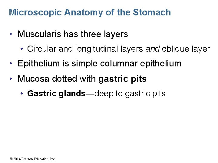 Microscopic Anatomy of the Stomach • Muscularis has three layers • Circular and longitudinal