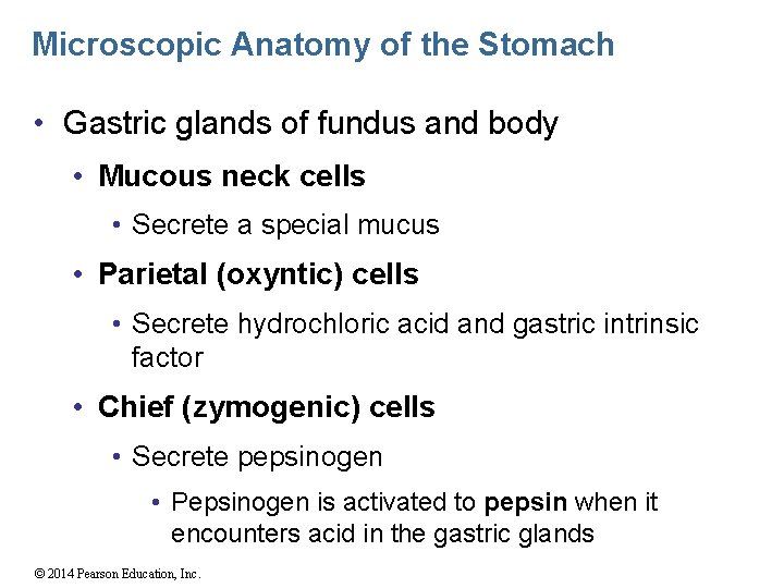 Microscopic Anatomy of the Stomach • Gastric glands of fundus and body • Mucous