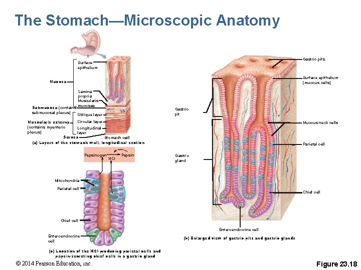 The Stomach—Microscopic Anatomy Gastric pits Surface epithelium (mucous cells) Mucosa Lamina propria Muscularis Submucosa