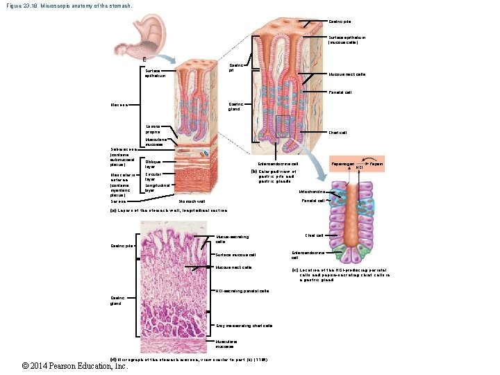 Figure 23. 18 Microscopic anatomy of the stomach. Gastric pits Surface epithelium (mucous cells)
