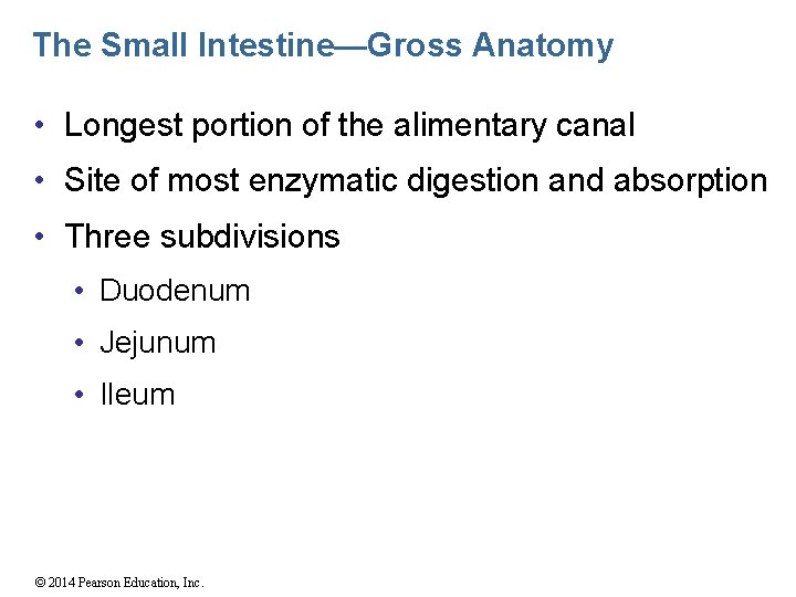 The Small Intestine—Gross Anatomy • Longest portion of the alimentary canal • Site of