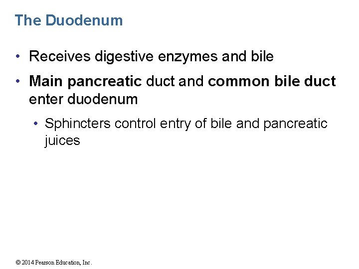 The Duodenum • Receives digestive enzymes and bile • Main pancreatic duct and common