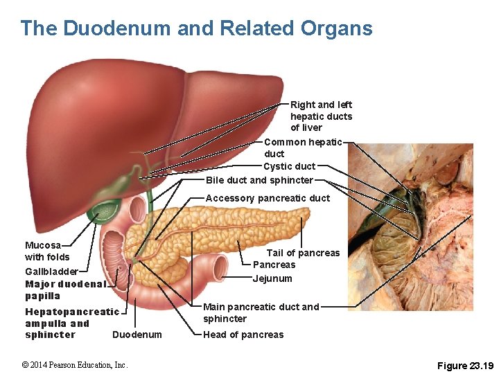 The Duodenum and Related Organs Right and left hepatic ducts of liver Common hepatic