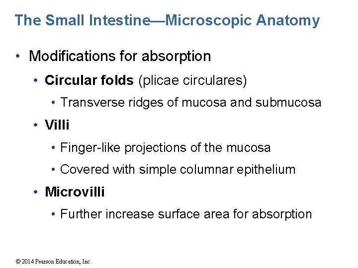The Small Intestine—Microscopic Anatomy • Modifications for absorption • Circular folds (plicae circulares) •