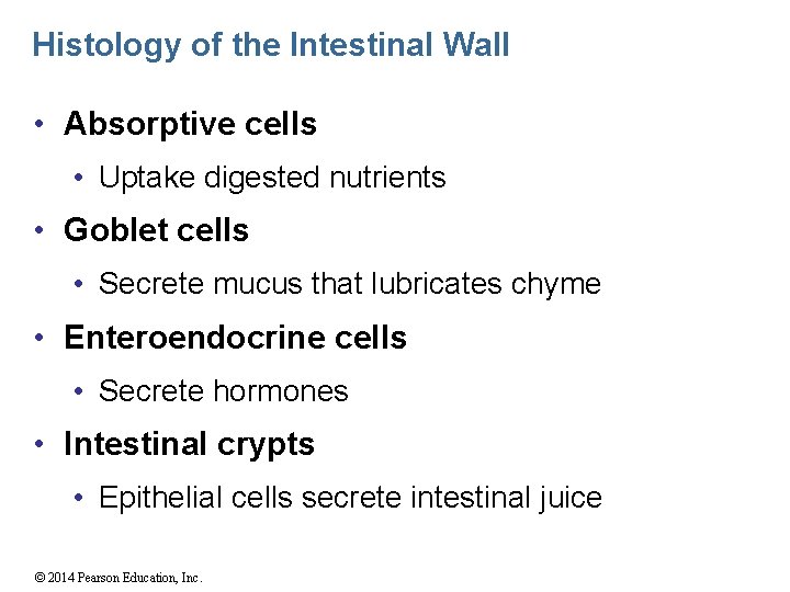 Histology of the Intestinal Wall • Absorptive cells • Uptake digested nutrients • Goblet