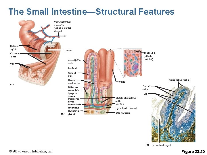 The Small Intestine—Structural Features Vein carrying blood to hepatic portal vessel Muscle layers Lumen