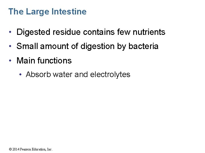 The Large Intestine • Digested residue contains few nutrients • Small amount of digestion