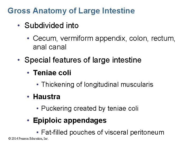 Gross Anatomy of Large Intestine • Subdivided into • Cecum, vermiform appendix, colon, rectum,