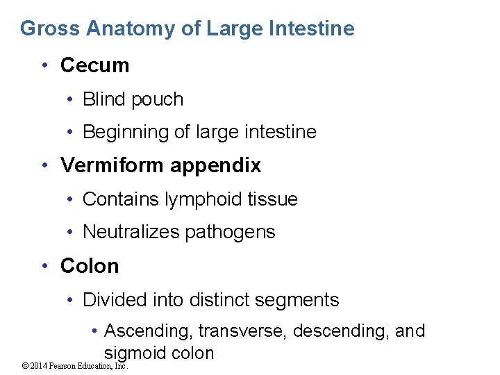 Gross Anatomy of Large Intestine • Cecum • Blind pouch • Beginning of large