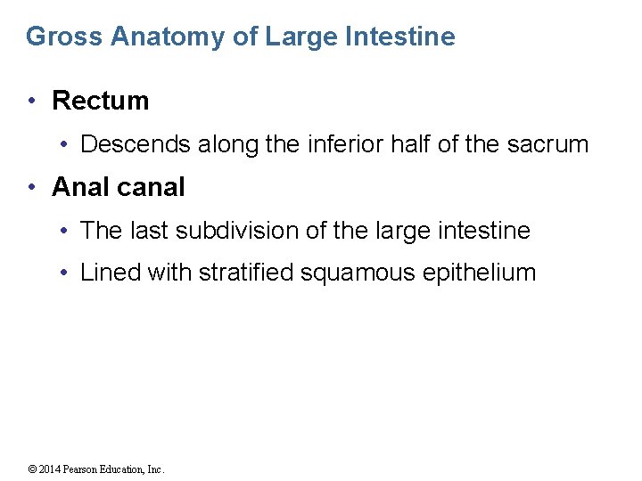 Gross Anatomy of Large Intestine • Rectum • Descends along the inferior half of