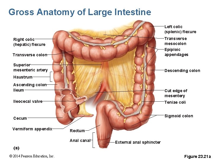 Gross Anatomy of Large Intestine Left colic (splenic) flexure Transverse colon Transverse mesocolon Epiploic