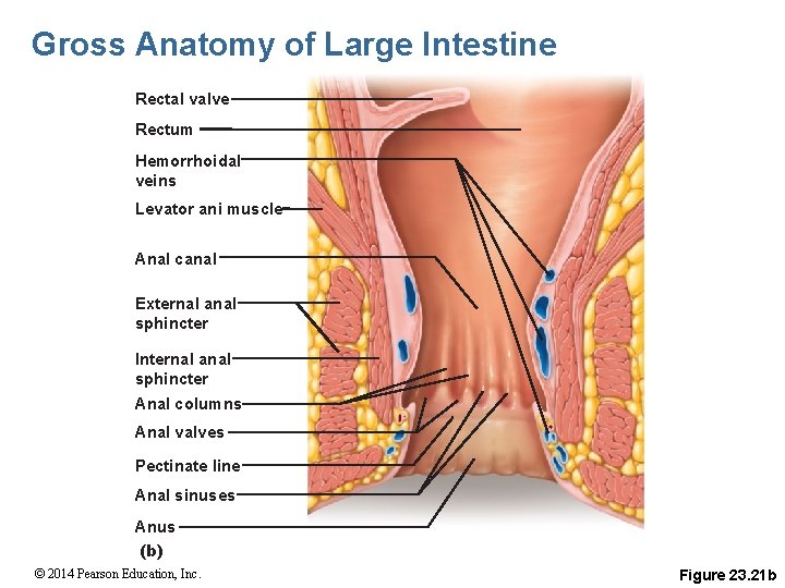 Gross Anatomy of Large Intestine Rectal valve Rectum Hemorrhoidal veins Levator ani muscle Anal
