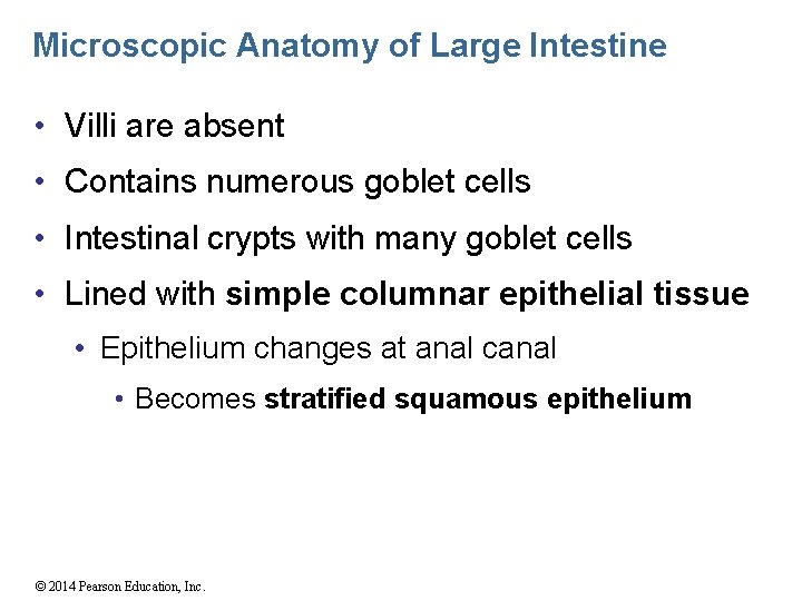 Microscopic Anatomy of Large Intestine • Villi are absent • Contains numerous goblet cells